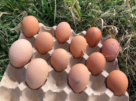 jersey giant chicken eggs 2