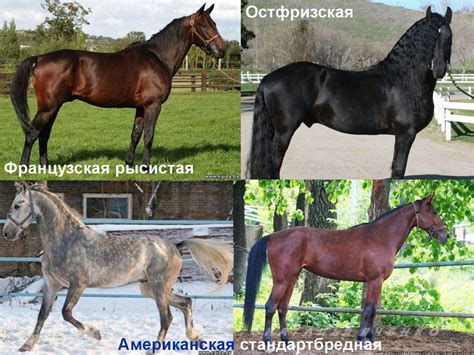 Продуктивное коневодство - презентация онлайн