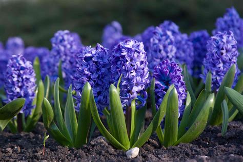 6 Easy-to-Grow Bulbs for Beautiful Spring Flowers