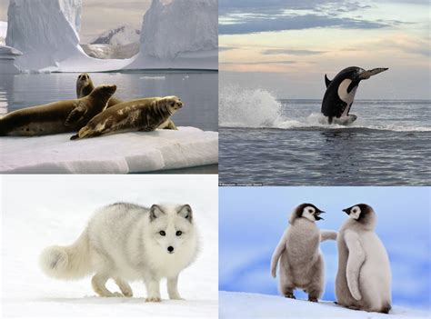 Animales del Antártico (polo sur)