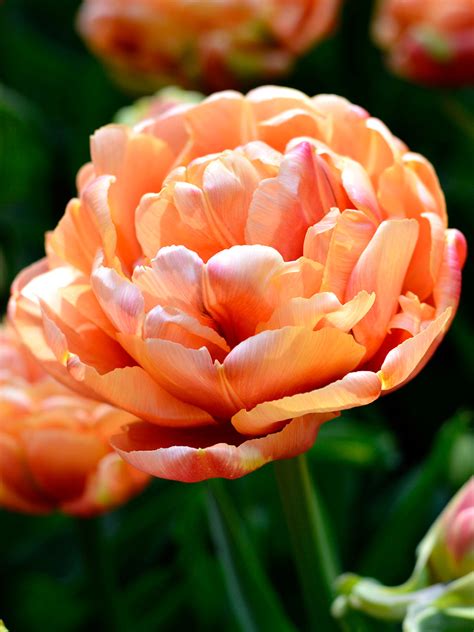 Köp Tulpan Copper Image | Blomsterlökar från DutchGrown™
