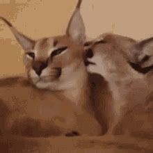 Fancy Floppa Fancy Big Floppa Big Floppa GIF - Fancy Floppa Fancy Big ...