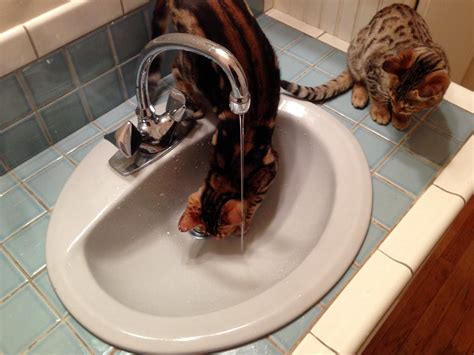 My Bengal Adventure: Sizing Up Mona and Mia — Part 1