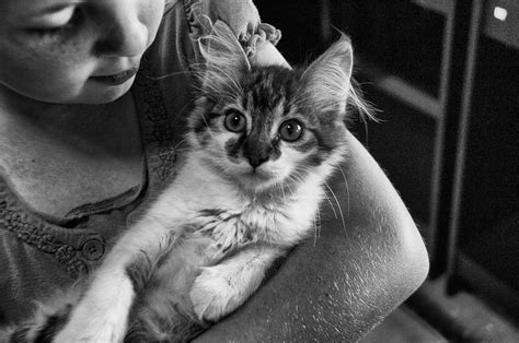 Аллергия на кошек. Симптомы и причины возникновения у детей