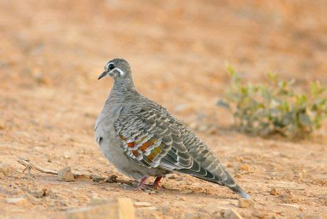 bronzewing stock pictures editorial images  stock