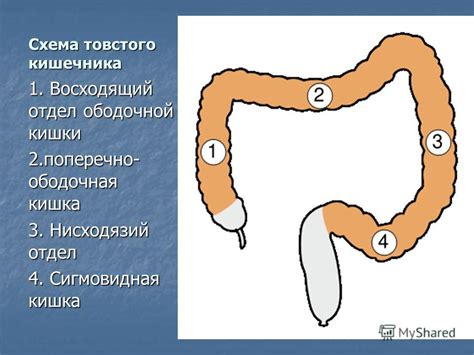 Презентация на тему: "СИМПТОМЫ И СИНДРОМЫ ПРИ ЗАБОЛЕВАНИЯХ ЖЕЛУДКА И ...