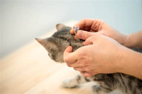 My Cat Has Fleas! How Do I Clean My House? Vet-Approved Advice & Best ...