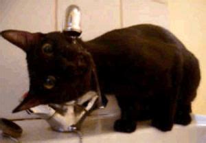 Гифка котик кот кошка гиф картинка, скачать анимированный gif на GIFER