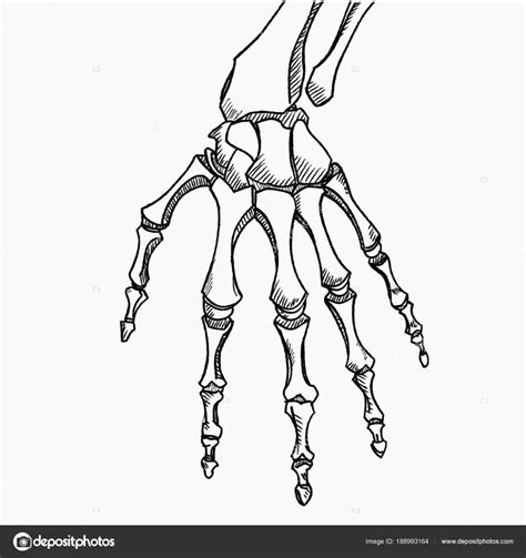 Skeleton Hand Drawing Tutorial at PaintingValley.com | Explore collection of Skeleton Hand ...