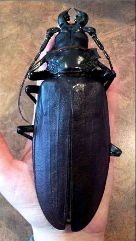 Titan beetle : r/WTF