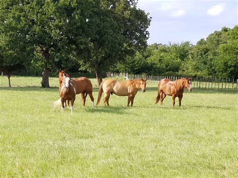 Open Range Cattle - Paradise, TX | Farms & Ranches - TexasRealFood