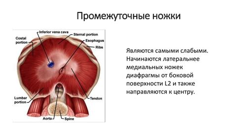 Грудобрюшная диафрагма - презентация онлайн