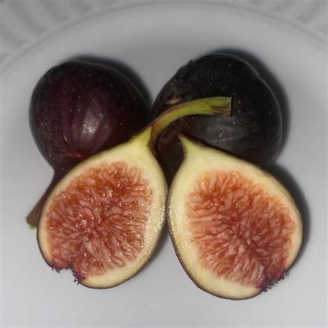 little miss figgy fig tree 8