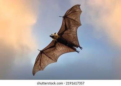 flying bat blue sky background stock photo  shutterstock