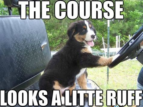 15 Funny Bernese Mountain Dog Memes That Will Make You Laugh - Page 3 ...