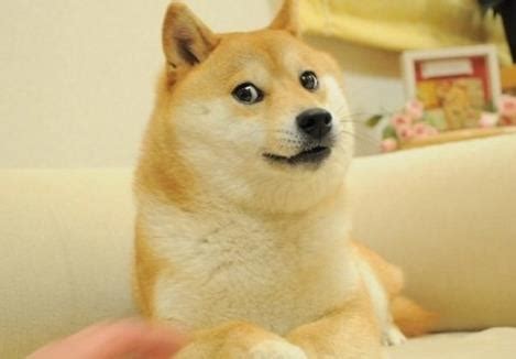 Doge表情包原型柴犬患白血病和肝病 doge表情包来源|Doge|表情-滚动读报-川北在线