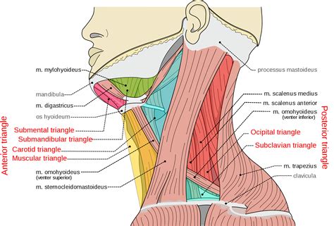 Triangles of the neck | Human anatomy and physiology, Neck muscle ...