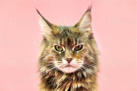 Maine Coon cat, tortoiseshell coat color. 9183753 Stock Photo at Vecteezy