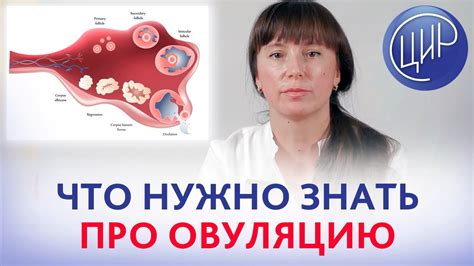 ОВУЛЯЦИЯ. Что такое овуляция. Рассказывает врач акушер-гинеколог ...
