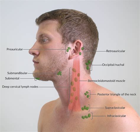 Lymph Nodes In Head And Neck Diagram Lymph Nodes Neck Diagra