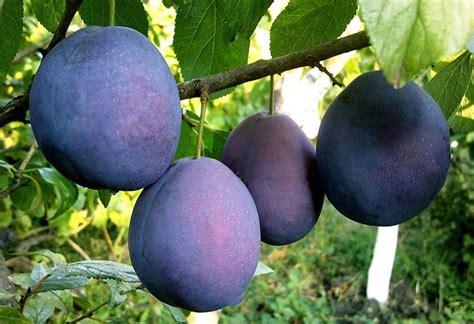 Синие сливы: лучшие сорта, описание, характеристики и фото