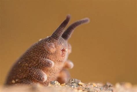Eoperipatus totoro - THE BIOLOGIST APPRENTICE