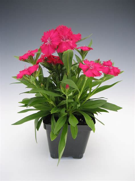 Dianthus Telstar Carmine Rose | Bloom-Masters