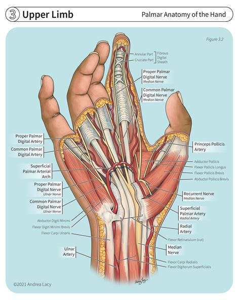 ArtStation - Palmar Anatomy of the Hand