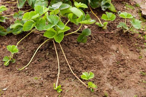 Growing climbing strawberry plants - Plantura