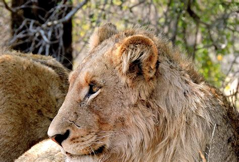 A Roaring Lion · Free Stock Photo