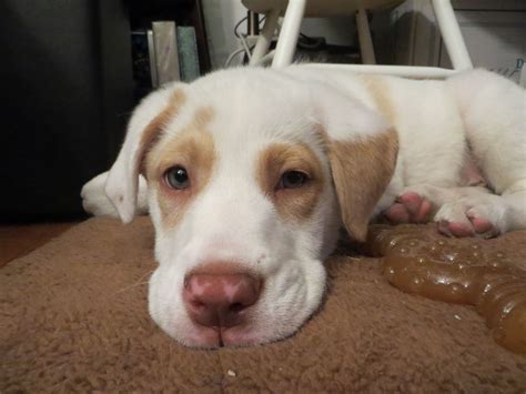 Doberman Great Dane Mix - DoberDane (Nyx) | Doberman pinscher dog, Dog