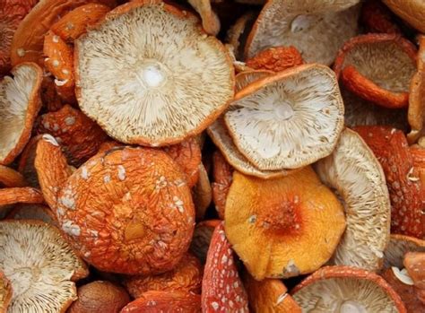 Мікродозинг Мухоморів та продукти для здоров’я | Коло Грибів