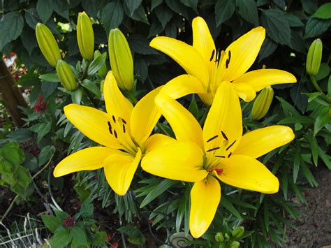 Obrazy : lilium, kvetina, žltá, kvitnúca rastlina, ľalie, flóra ...
