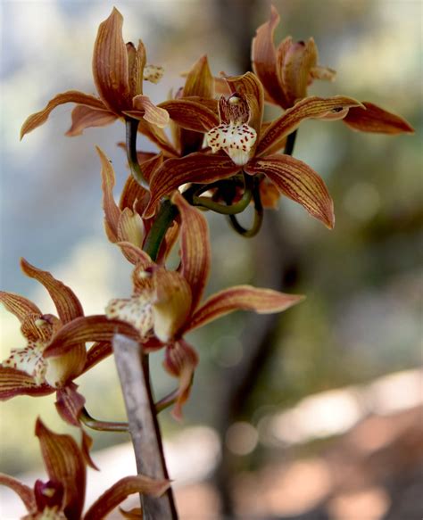 Cymbidium tracyanum – eFlora of India