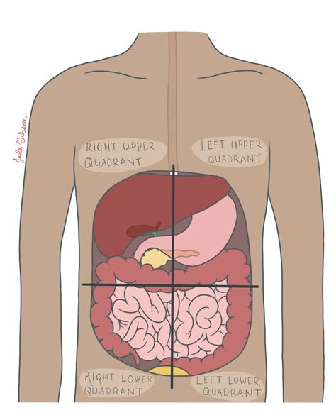 Scanners Will Soon Map The Quadrants Of Abdomen Organs In 3d - RYZE Superfoods