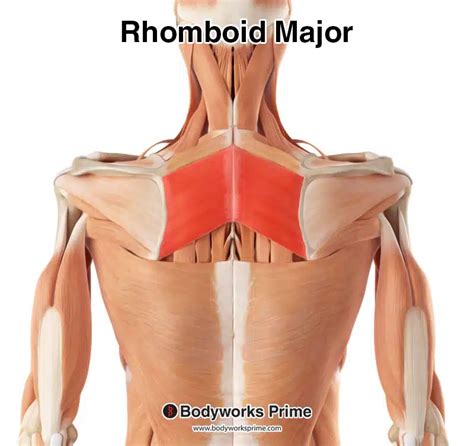 Rhomboid Major Muscle Anatomy - Bodyworks Prime