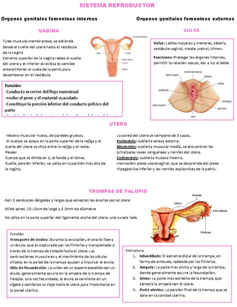 Sistema Reproductor Resumen - Vulva: Labios mayores y menores, clítoris