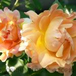 Купить Роза флорибунда Раффлс Дрим Rosa floribunda Ruffles Dream - в ...