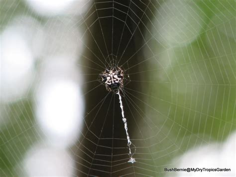 Bush Bernie's Blog: Wildlife on Wednesday ... It's A Jewel Spider