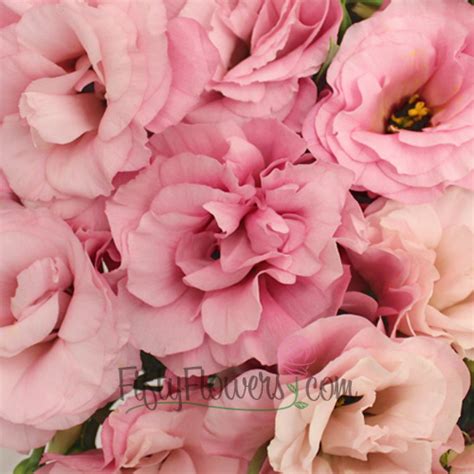 Light Pink Designer Lisianthus Flower | FiftyFlowers.com