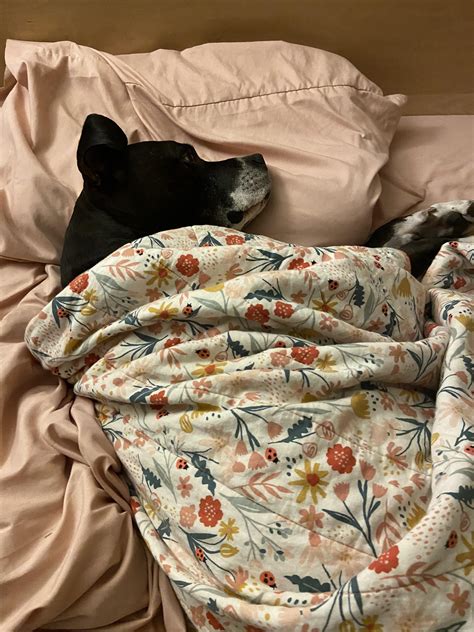 My Stella thinks she’s a person : r/velvethippos