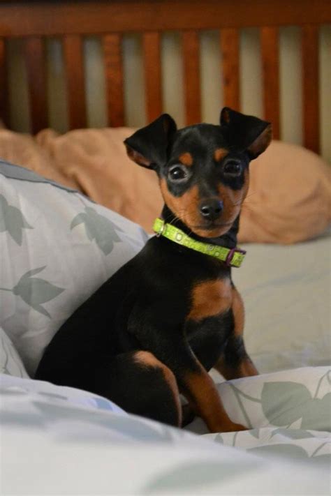 Baby Mini Doberman Pinscher