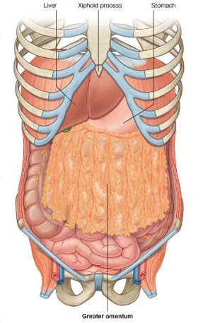 peritoneum flashcards quizlet