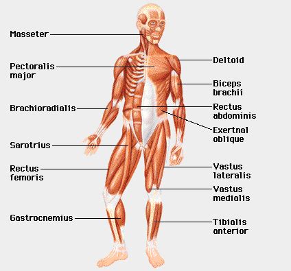 bbdamulag: human muscular system-A