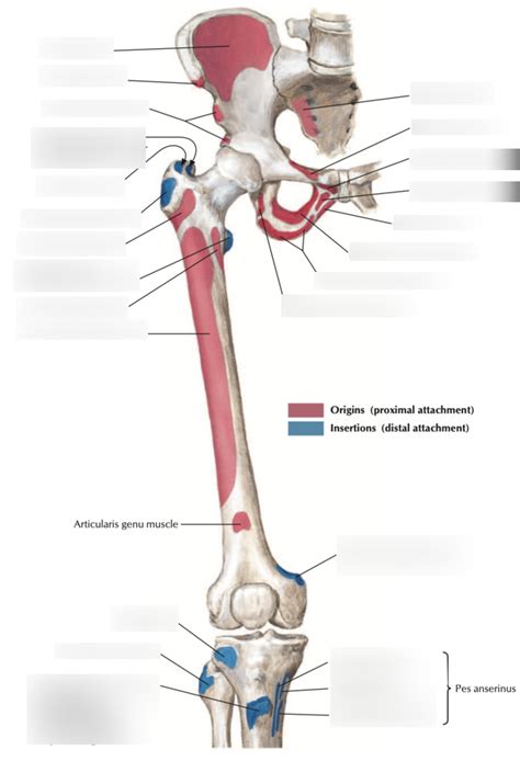 attachments  diagram quizlet