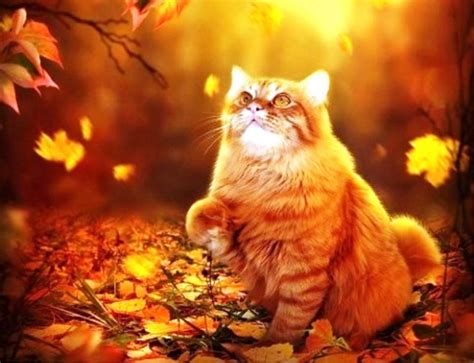 Кошки осенью (65 фото) Красочные фото котов. Кот в осенней листве