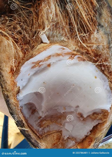 Coconut green shell stock image. Image of dessert, baking - 233786481