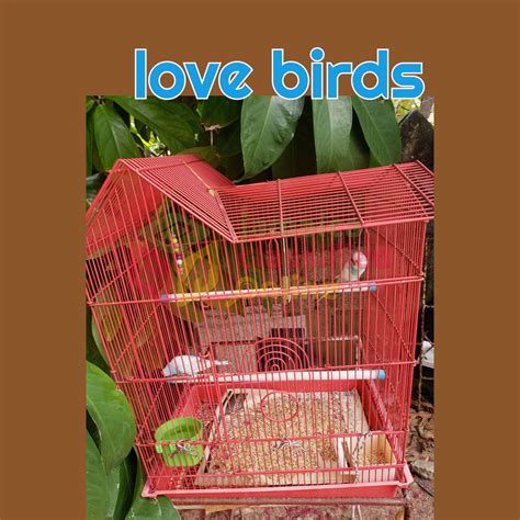 For Sale: Pair Of Love Birds With Cage - Angels