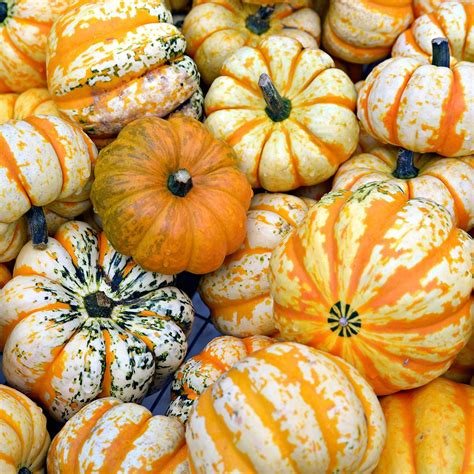 types  winter squash      taste  home
