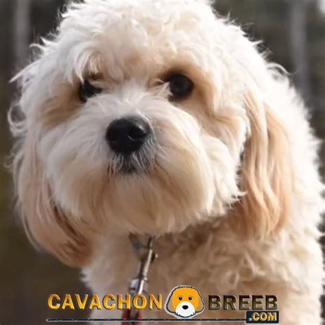 Cavachon Size Guide – Extra Small, Small, Medium, and Large Sizes ...